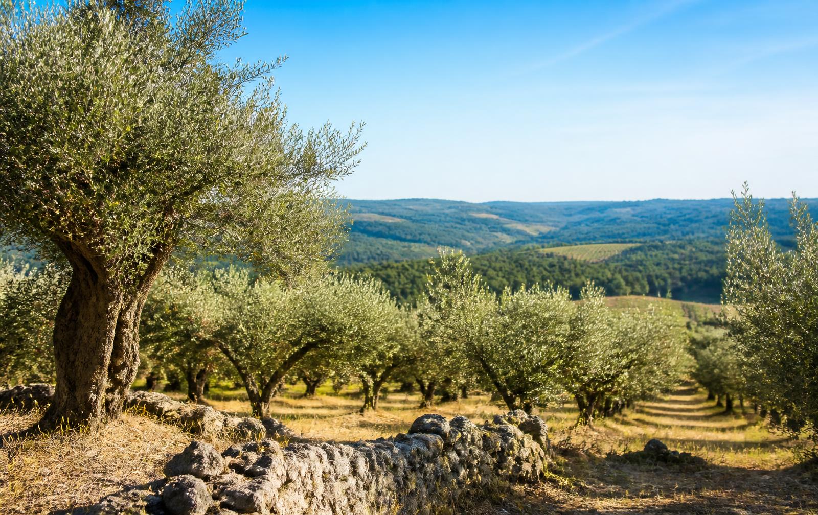 Oliviers du Sud de la France sous le soleil